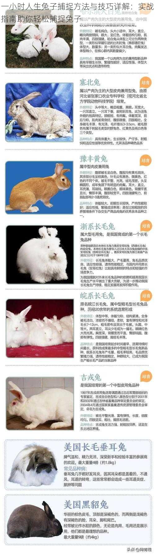 一小时人生兔子捕捉方法与技巧详解:实战指南助你轻松捕捉兔子