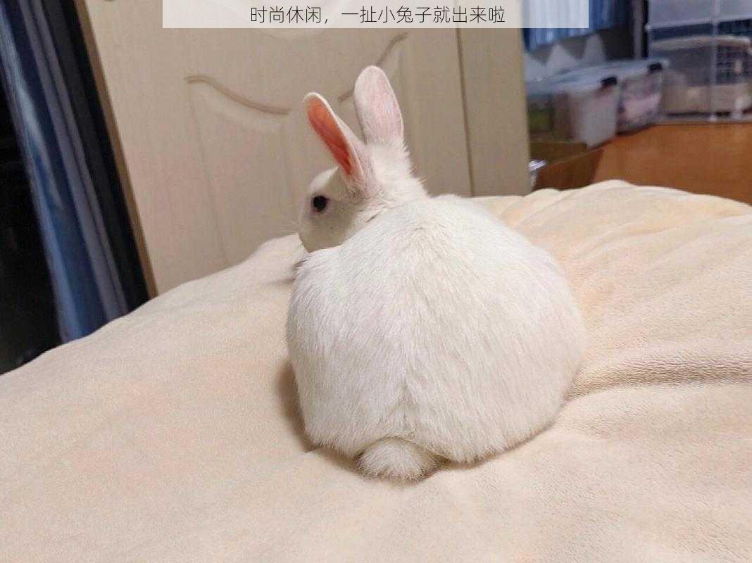 时尚休闲,一扯小兔子就出来啦